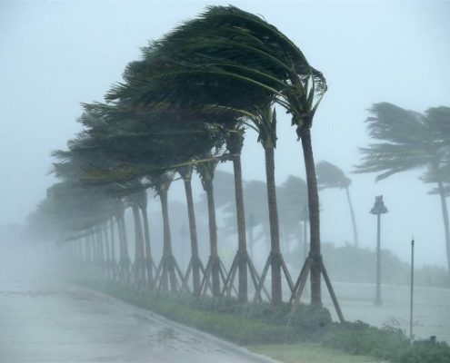 Trees blowing heavily in Hurricane Irma winds