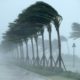 Trees blowing heavily in Hurricane Irma winds